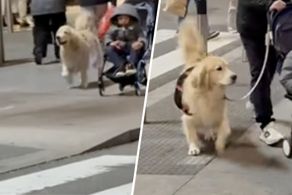 Un golden retriever busca aterrorizado a su dueña; cuando la encuentra, su reacción es conmovedora