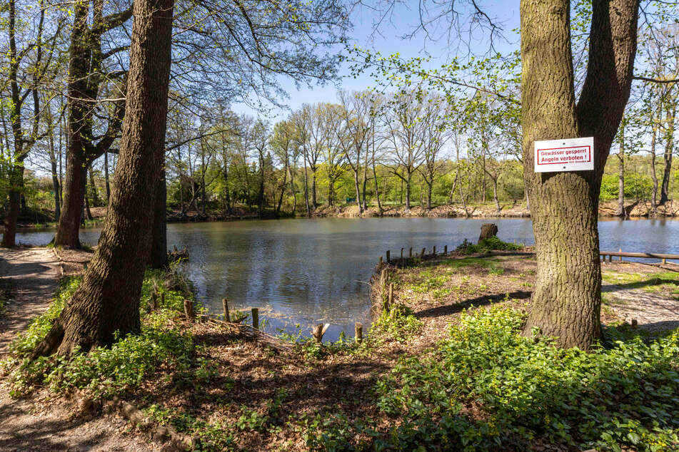 Gewässer gesperrt: Im PFAS-belasteten Ziegeleiteich in Klotzsche ist Angeln verboten.