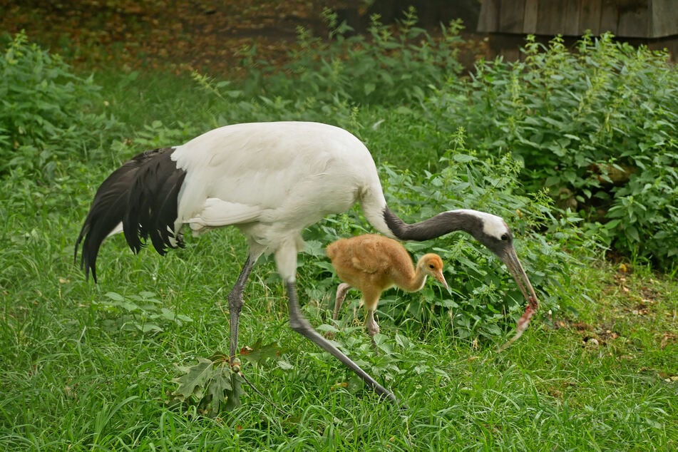 Auch der Mandschurenkranich, der zu den bedrohten Vogelarten gehört, hat Jungtiere bekommen.