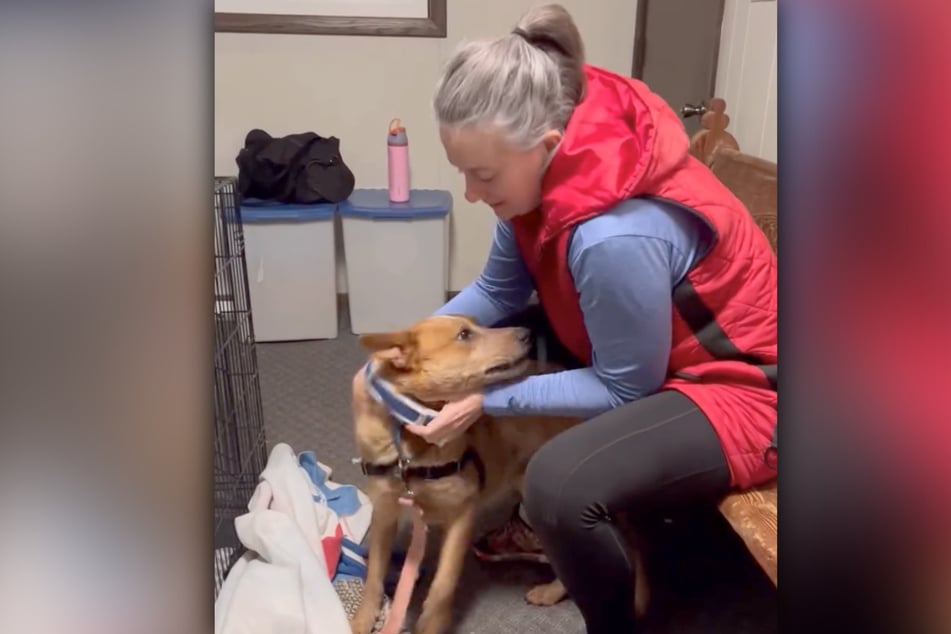 Nach 37 Tagen auf der Flucht konnte der niedliche Vierbeiner gefangen und wieder mit seiner Familie vereint werden.