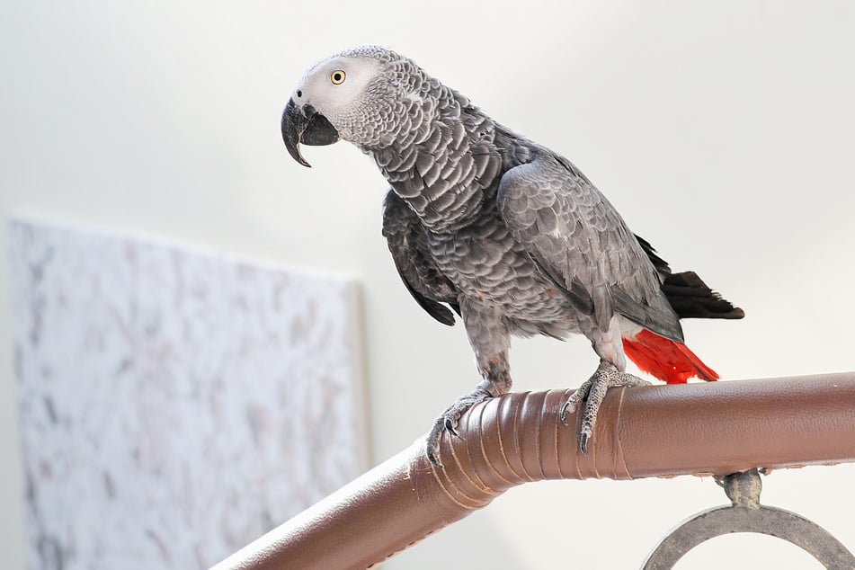 Ein gefiederter Schreihals hat für einen Polizeieinsatz in Bad Kreuznach gesorgt. (Symbolbild)