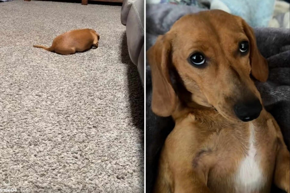 Dackel ignoriert sein Frauchen: Was dann passiert, lässt kein Auge trocken