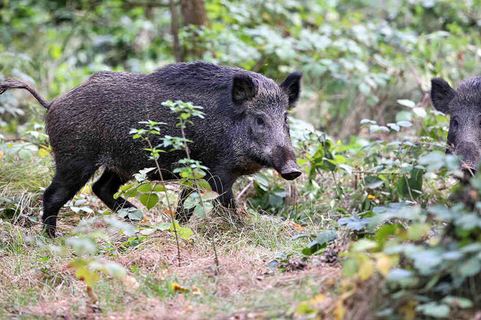 Mit Hilfe der Drohnen kann sogar Jagd auf Wildschweine gemacht werden.