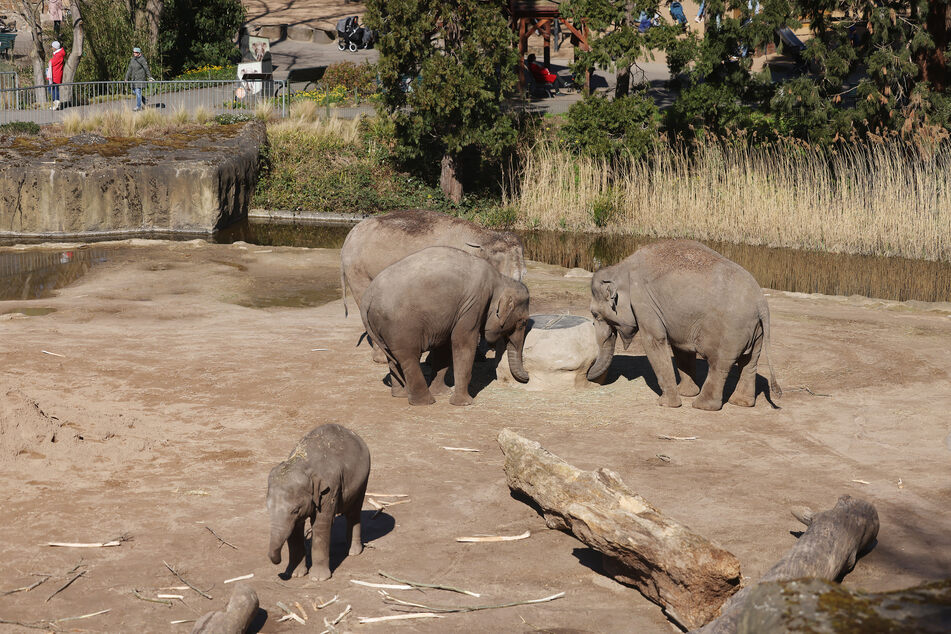 Der aggressive Bulle wurde nach dem tödlichen Kampf mit der Elefantenkuh von der Herde im Kölner Zoo getrennt.