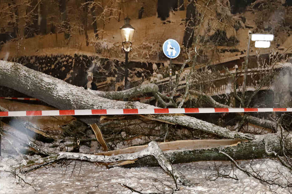 Der umgestürzte Baum lag quer über die Straße.