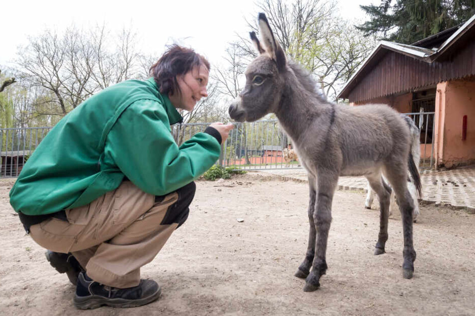 Hallo, Kleiner! Tierpflegerin Kathrin Reupert (31) begrüßt das fünf Tage alte Eselsfohlen.