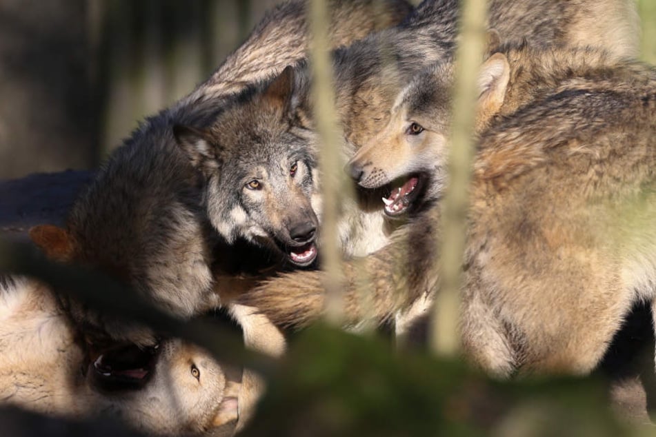 So ähnlich könnten sich die Wolf-Hund-Mischlinge aus Ohrdruf mittlerweile auch tummeln. Laut Umweltministerium sollen sie nun gerettet werden.