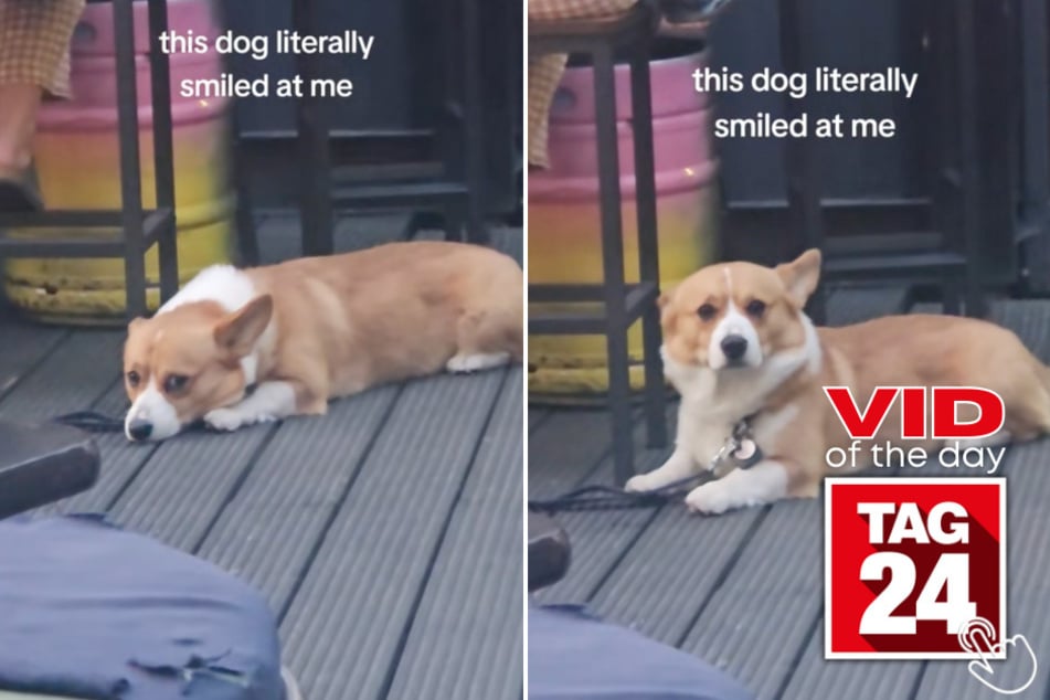 This woman on TikTok caught a pup smile directly at her on camera!