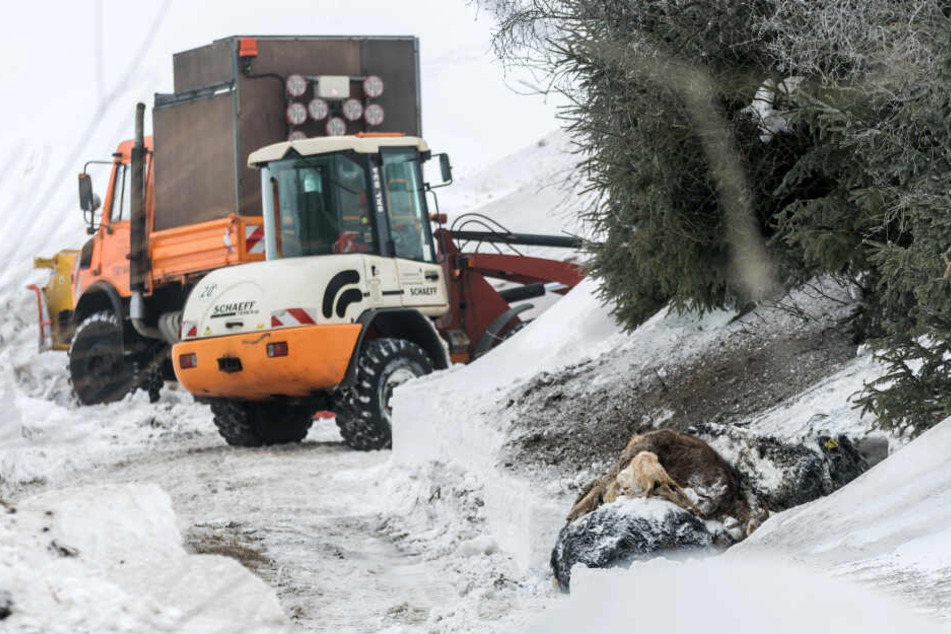 Die toten Tiere wurden Ende vergangener Woche geborgen.