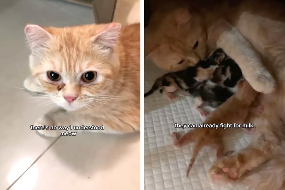 Von den vier Kitten, die Momo zur Welt brachte, war eines nicht am Leben.
