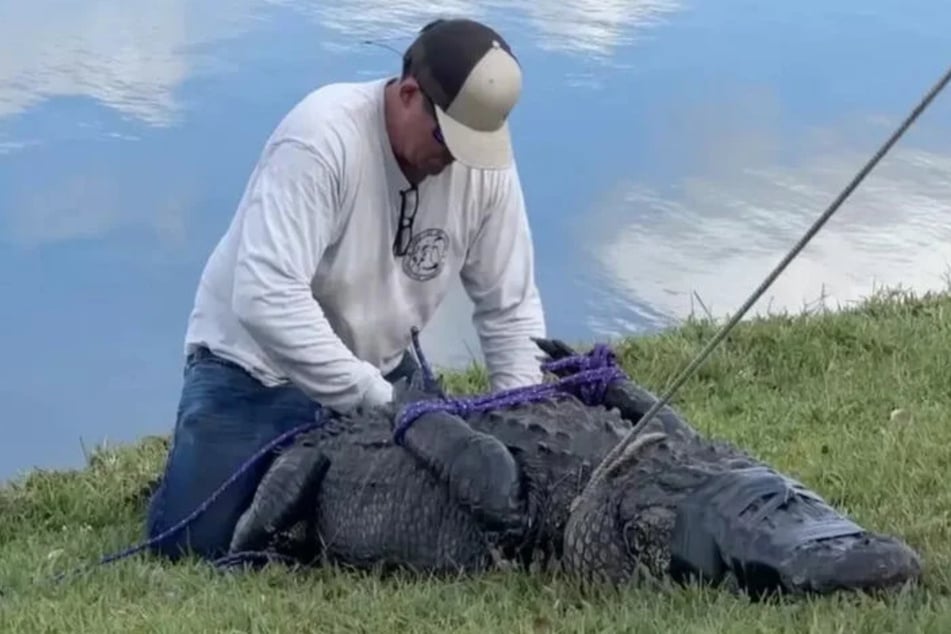 Ein Kroko-Profi bändigt einen aggressiven Alligator. Zuvor hat das Tier eine Rentnerin (85) gerissen.