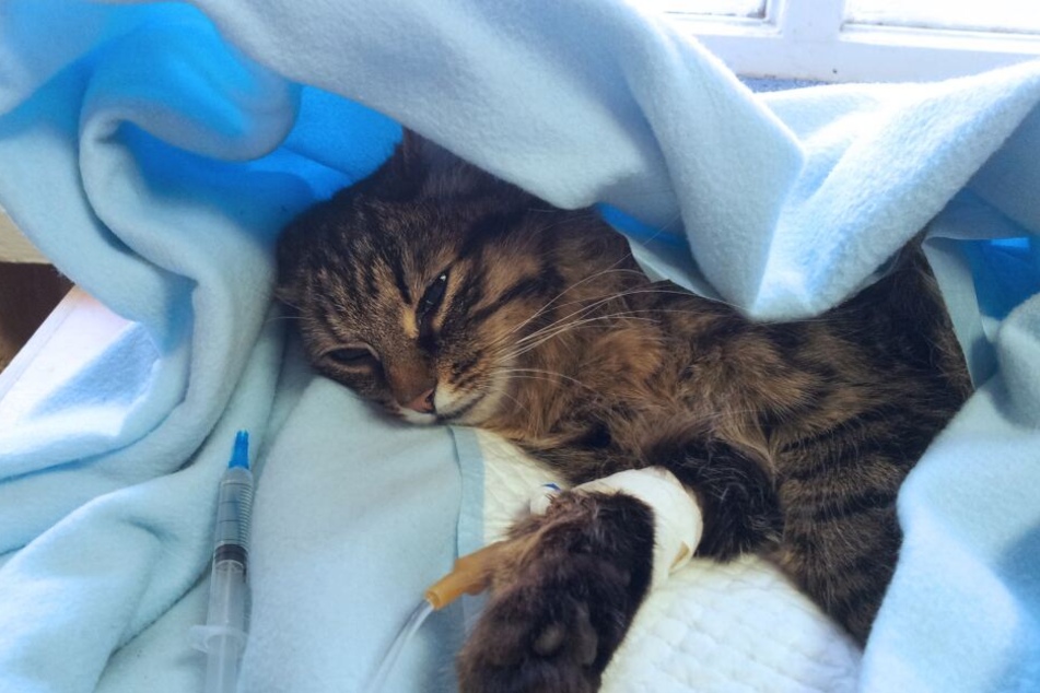 Bei Tierfund: Wer muss für die Behandlung von Katze oder Hund zahlen?