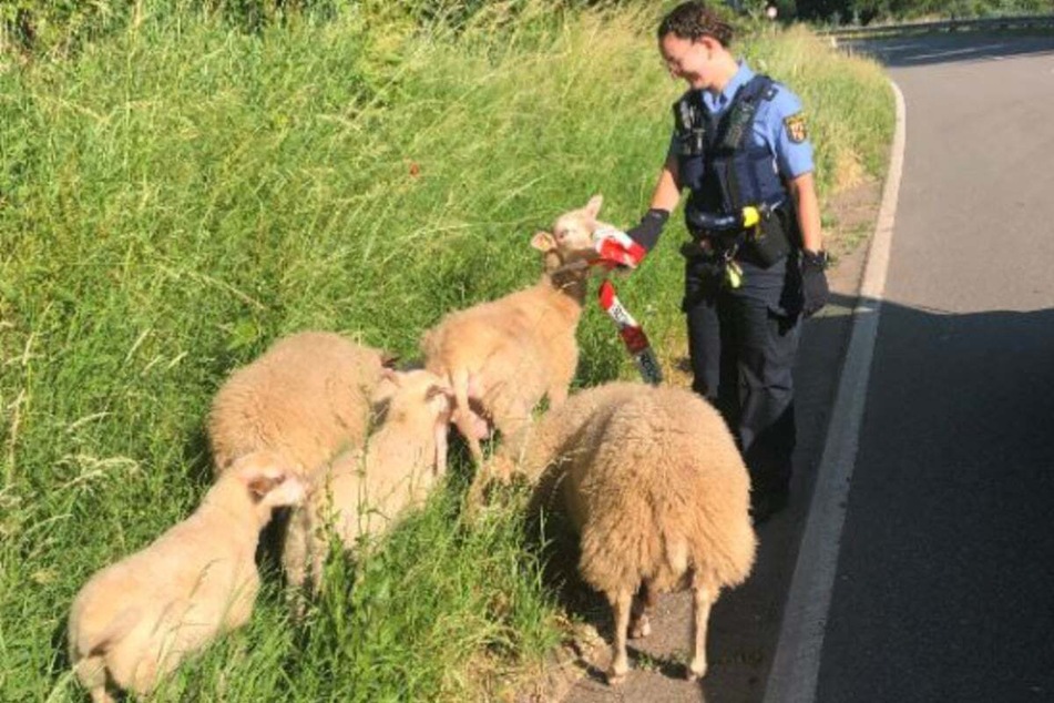 Auch eine aufgescheuchte Schafherde konnte von der Polizei wieder an ihren ursprünglichen Aufenthaltsort zurückgeführt werden.