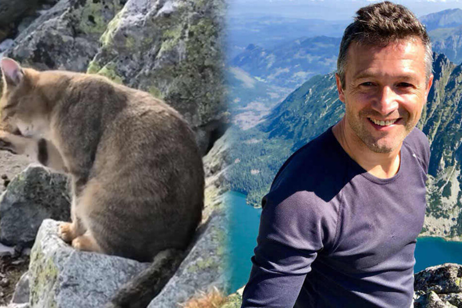 Auf den Nordwestgipfel des polnischen Bergs "Rysy" hatte sich eine Katze verirrt.