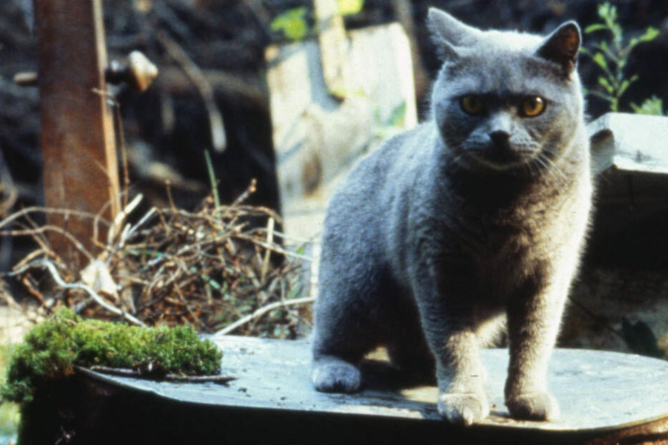 Der Kater "Winston Churchill" wurde in "Friedhof der Kuscheltiere" auf einer alten Begräbnisstätte der Micmac-Indianer beerdigt - und kehrte zurück.