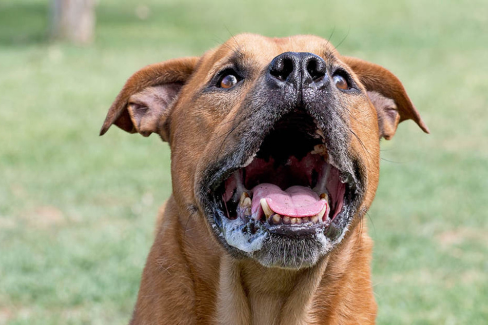 Ein Pitbull hat ein achtjähriges Mädchen in Indonesien getötet (Symbolbild).