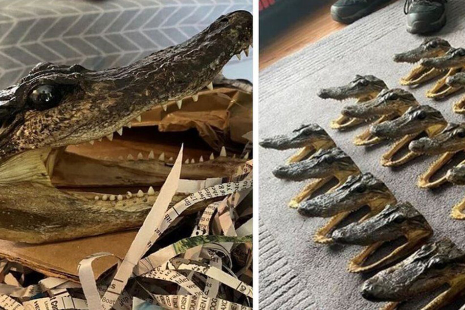 The horrific find is a testament to an enormous amount of poaching and illegal animal trade.
