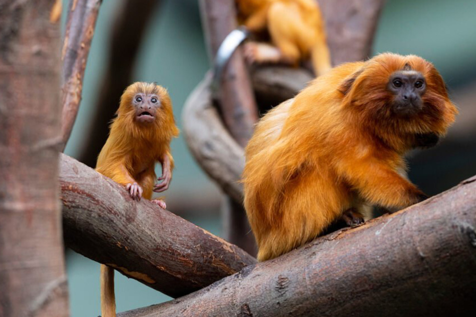 Neue Kletterkünstler im Kölner Zoo: Löwenäffchen haben Nachwuchs bekommen