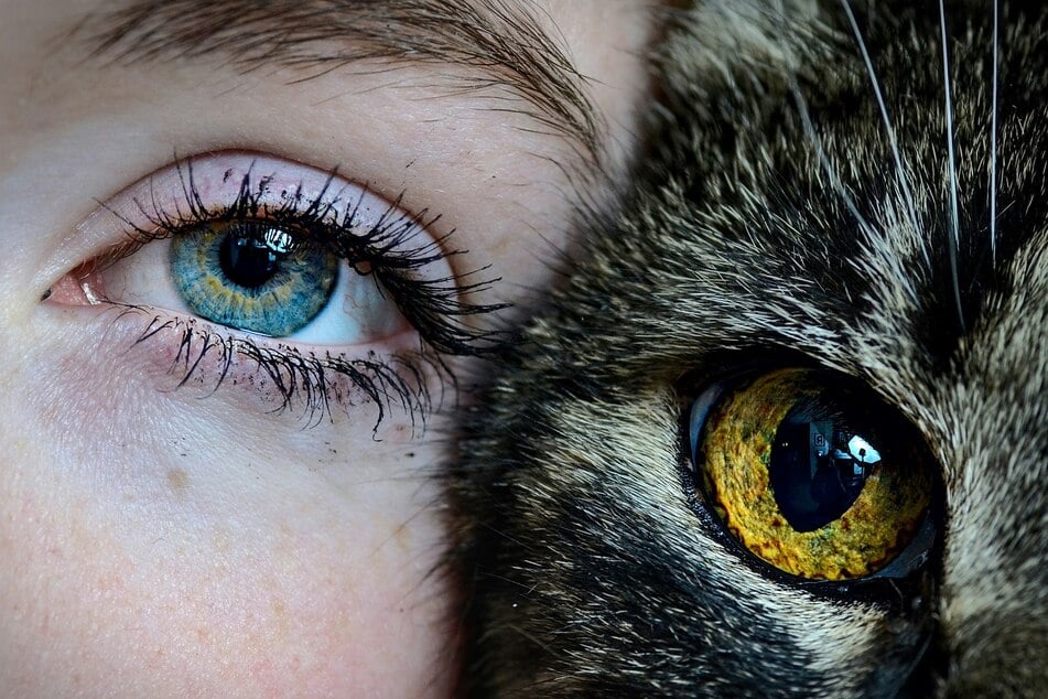Die menschlichen Augen unterscheiden sich in Optik und Funktion deutlich von den Katzenaugen.
