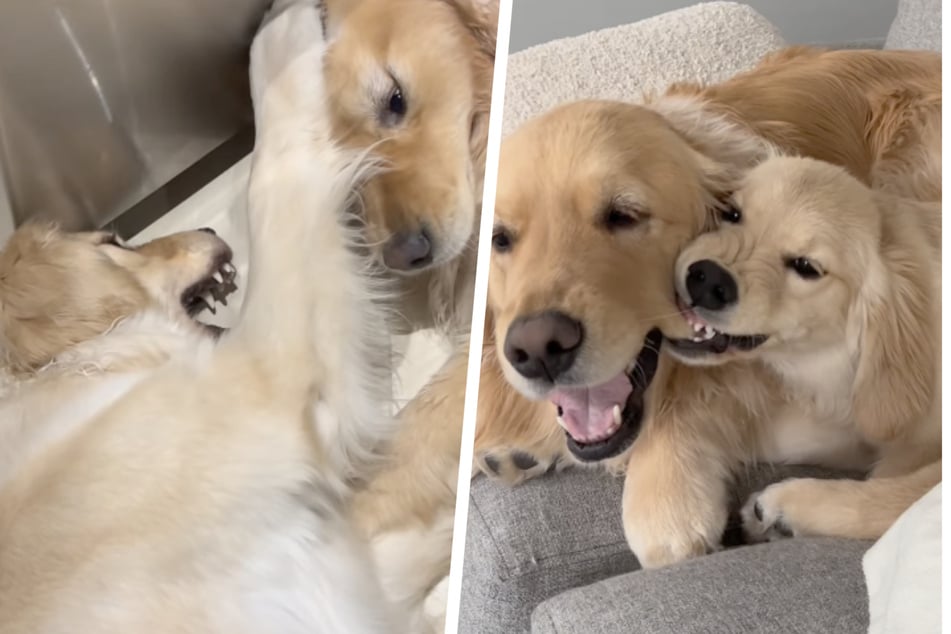 Maple the dog takes her role as little sister very seriously and keeps Daisy on her toes.