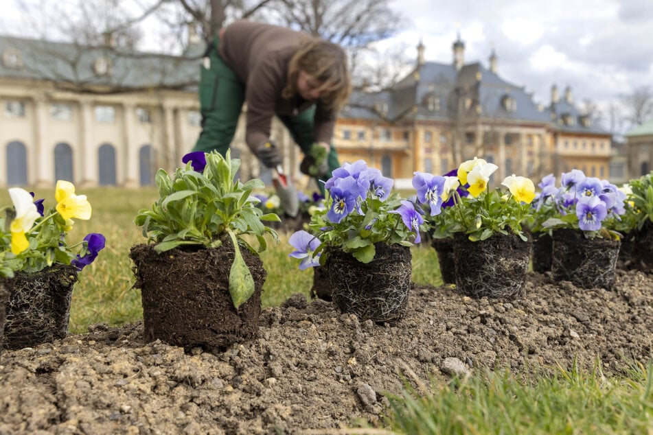 Im Wechsel werden von Zierpflanzengärtnerin Luise (32) gelbe und blaue Stiefmütterchen eingesetzt.