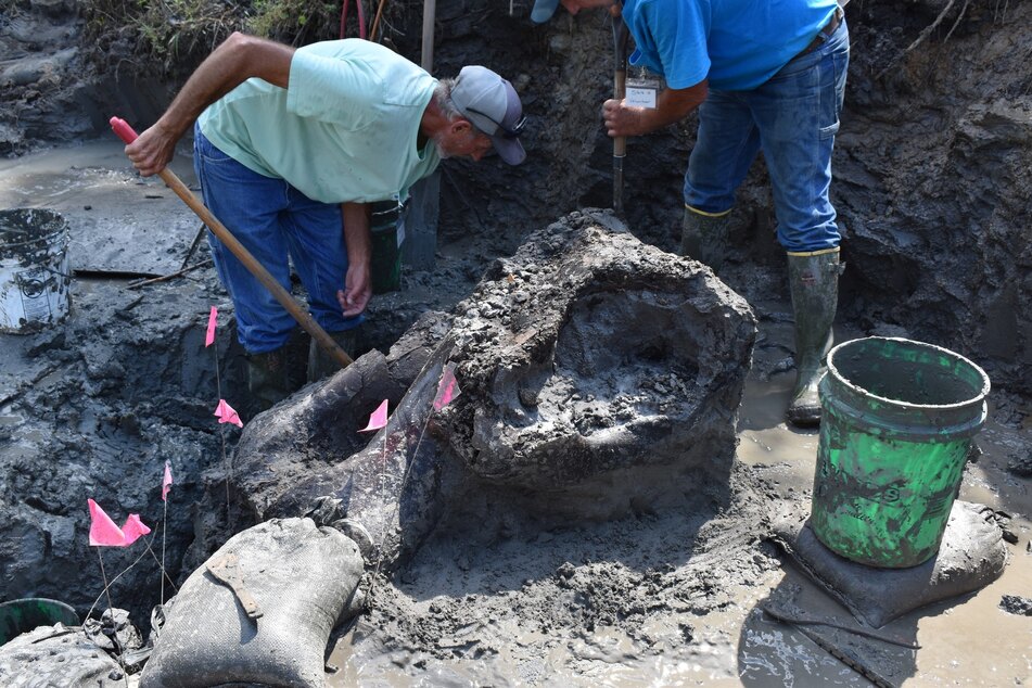 Der Schädel des Mastodons ist erkennbar.