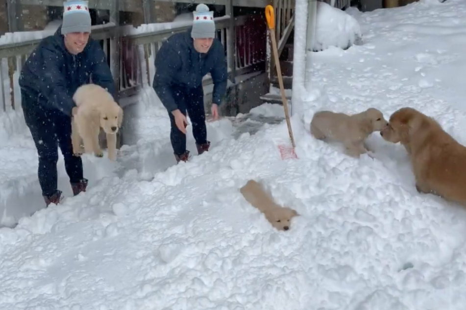 This dog owner unceremoniously throws his golden retriever into the snow, but the puppy loves it and can't wait to run over to his older sibling (collage).