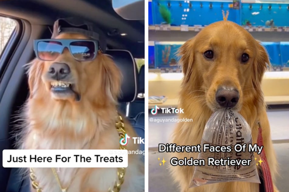 One dog has gone viral on TikTok thanks to its many iconic looks.