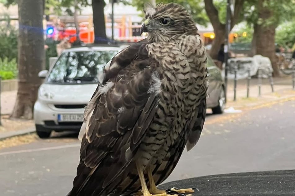 Die besorgte Finderin schickte nach dem Einsatz noch Fotos des Falken an die Polizei.