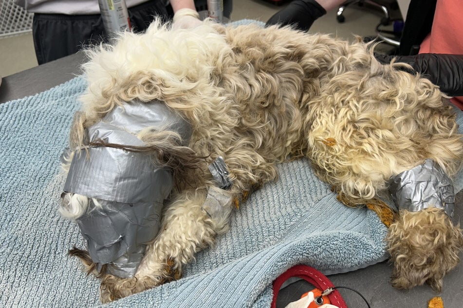 This poor dog was discovered covered in duct tape and left in a dumpster!