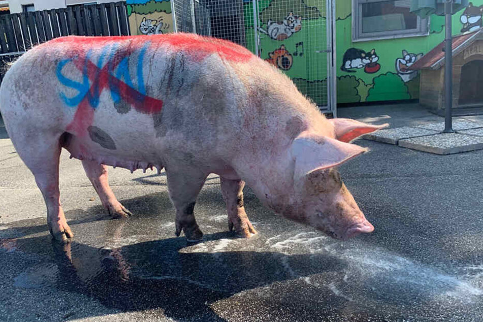 Vor dem Hinspiel wurde ein völlig erschöpftes Schwein in Mannheim aufgefunden, auf dem Hassparolen der Kaiserslautern-Fans gegen Waldhof-Anhänger geschmiert waren.