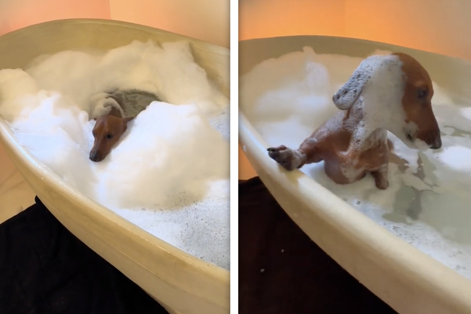 A dachshund named Kiro has gone viral thanks to his love of bubble baths.