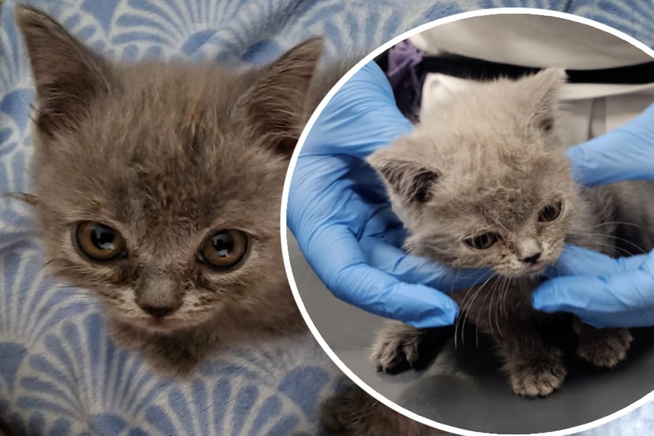 Todkrankes Katzenbaby der Mutter entrissen, jetzt greifen Tierschützer ein
