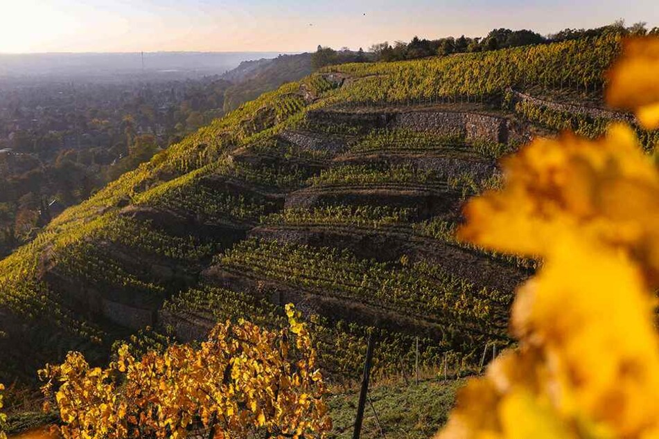 In den Radebeuler Weinbergen konnte das Tier eingefangen werden. Warum es dort landete, können sich auch die Experten nicht erklären.