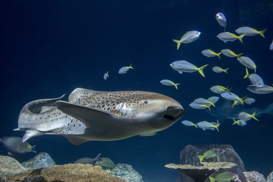 Bubbles Zuhause - das "Wild Reef" im Shedd Aquarium - umfasst ein riesiges, vom Boden bis zur Decke reichendes Habitat mit einer Vielzahl an Haien und anderen Meeresbewohnern.