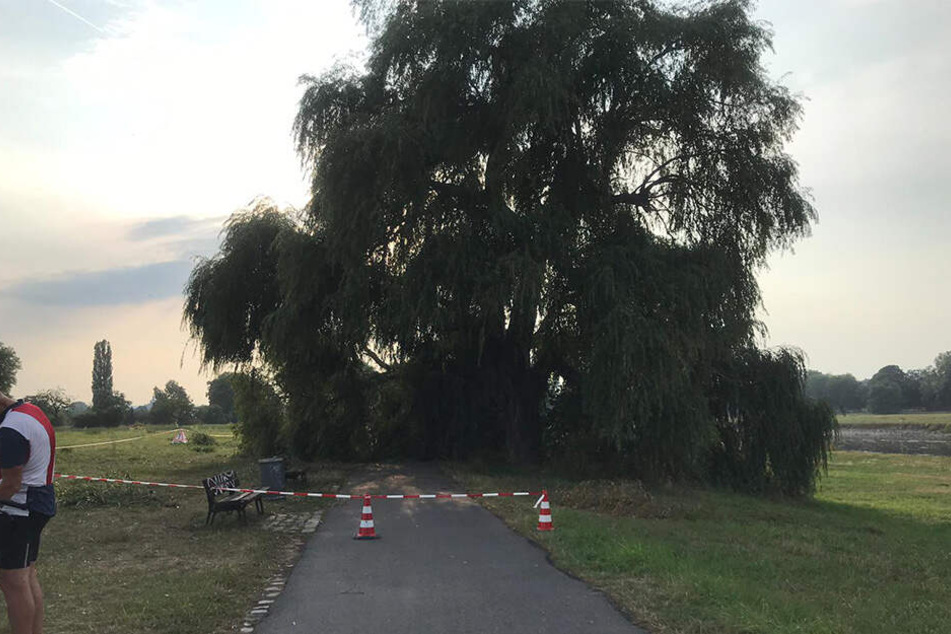 Auch den Elberadweg traf ein Baum - wortwörtlich.