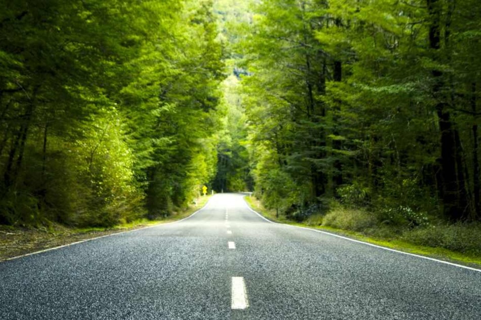 Die Kamele machten es sich an einer Straße bequem. (Symbolbild)