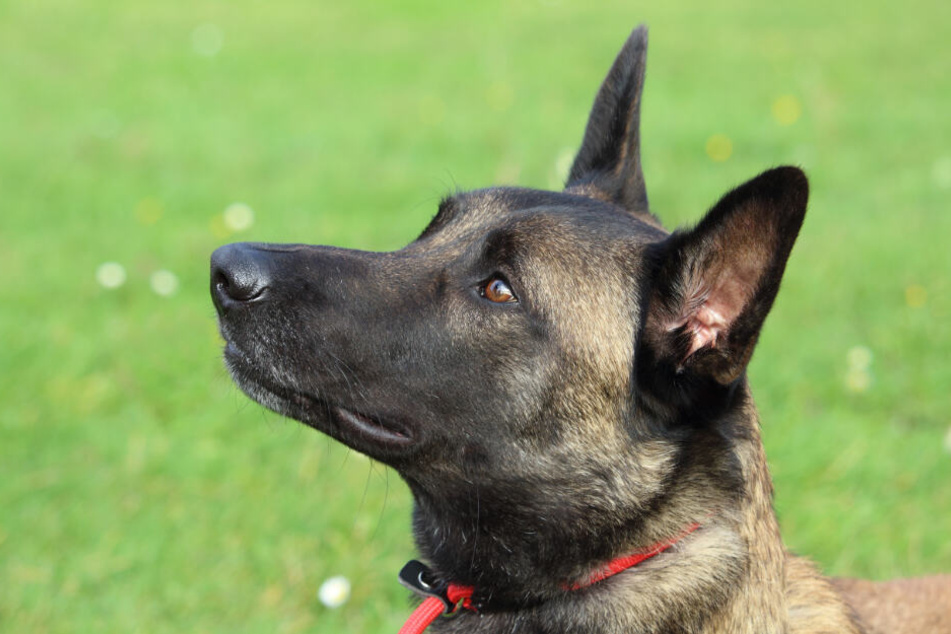 Der Angreifer soll einen Belgischen Schäferhund mit sich geführt haben. (Symbolbild)