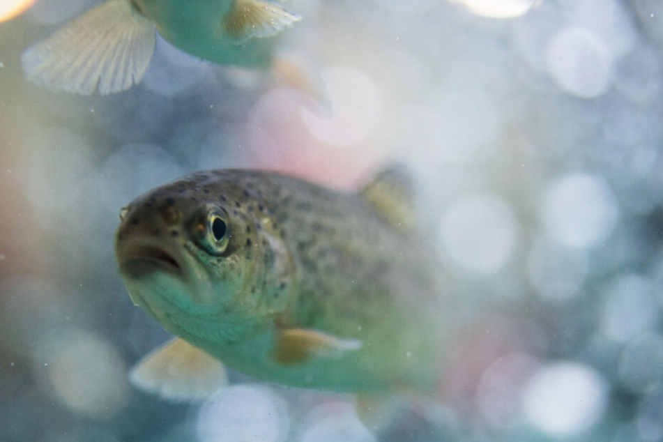 Bereits in der Vergangenheit wurde sich illegal an der Fischzucht bedient. (Symbolbild)