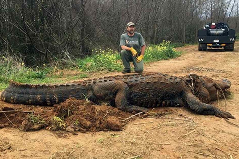 Diesen gigantischen Alligator holten die Naturschützer aus dem Graben.