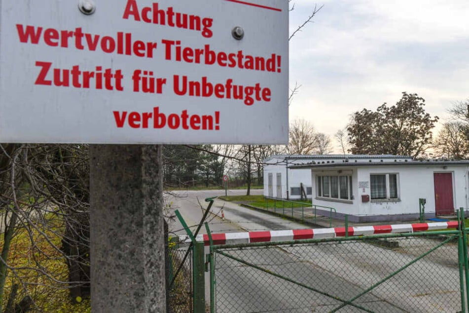 Schweinehalter sorgen vor: Zäune halten Wildschweine ab.