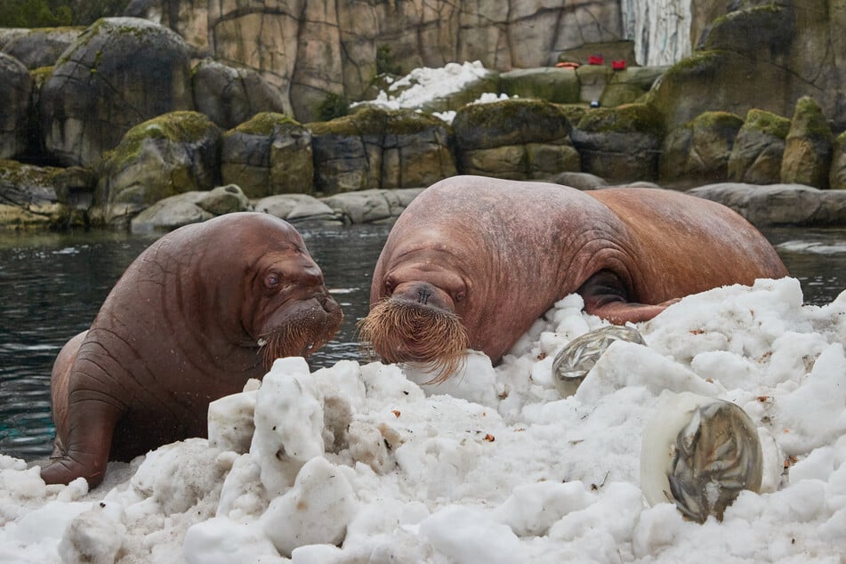 Auch die Walrosse Fiete (l.) und Polosa genießen die künstliche Winterlandschaft im Tierpark Hagenbeck.