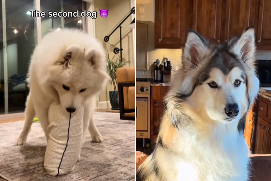 Frau schafft zweiten Hund an: Was dann passiert, hat sie im Leben nicht kommen sehen