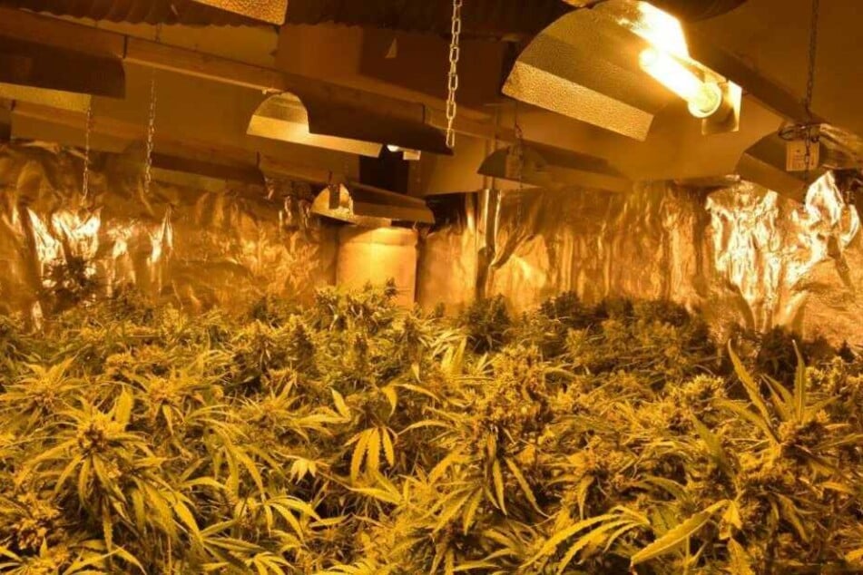 In einem Haus hatten die Verdächtigen rund 1100 Pflanzen illegal angebaut.