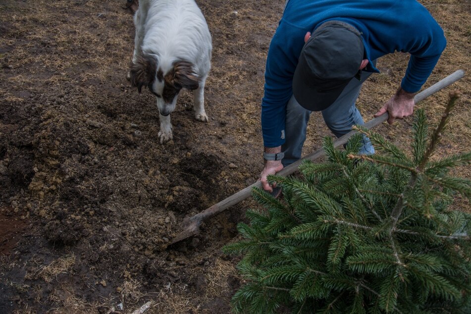 Kauft man einen Baum mit Wurzeln, kann man den Weihnachtsbaum wieder einpflanzen.