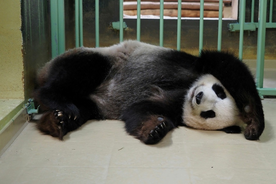 Hier war Huan Huan noch schwanger. Heute ist das Panda-Weibchen stolze dreifach-Mama.