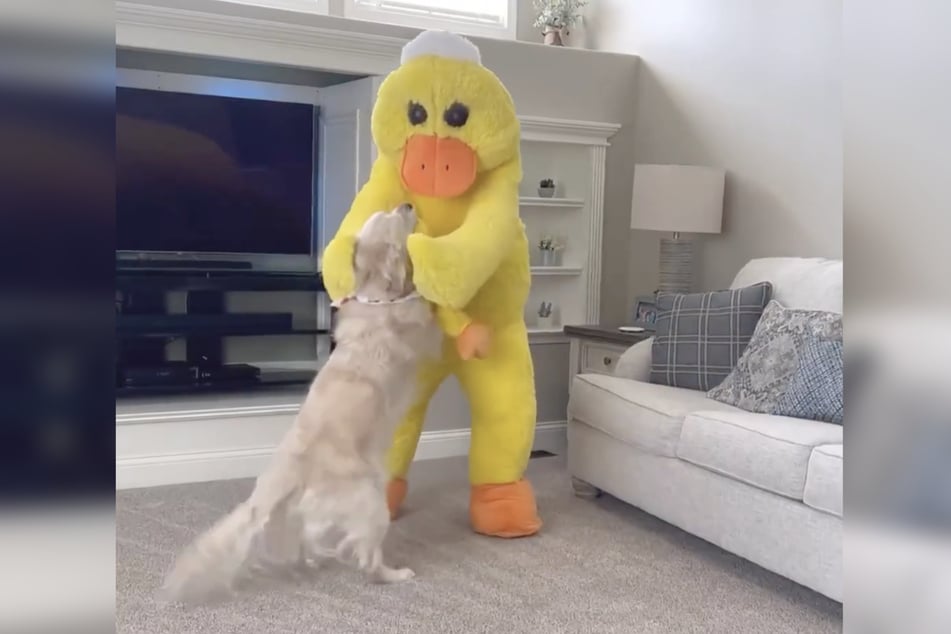 Charlie the dog couldn't contain his excitement at seeing this huge stuffed duck!
