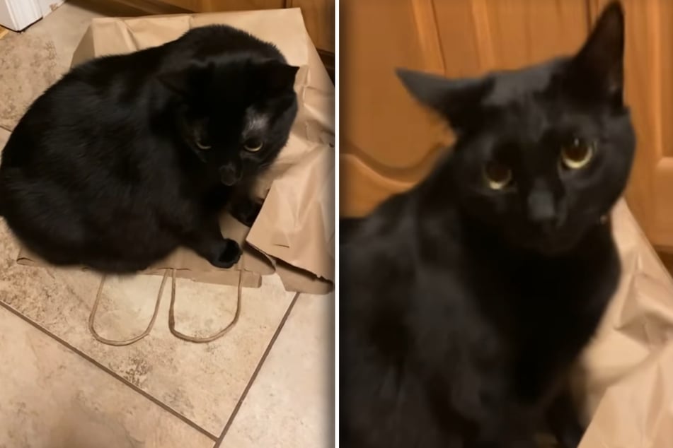 Katze hasst ihren Artgenossen: Was sie dann durchzieht, bringt so viele zum Lachen