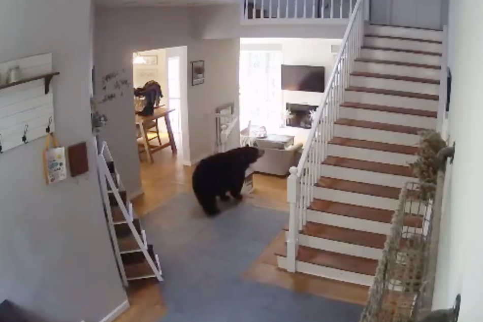 Weil niemand zu Hause war, konnte sich der Bär in aller Ruhe umsehen.