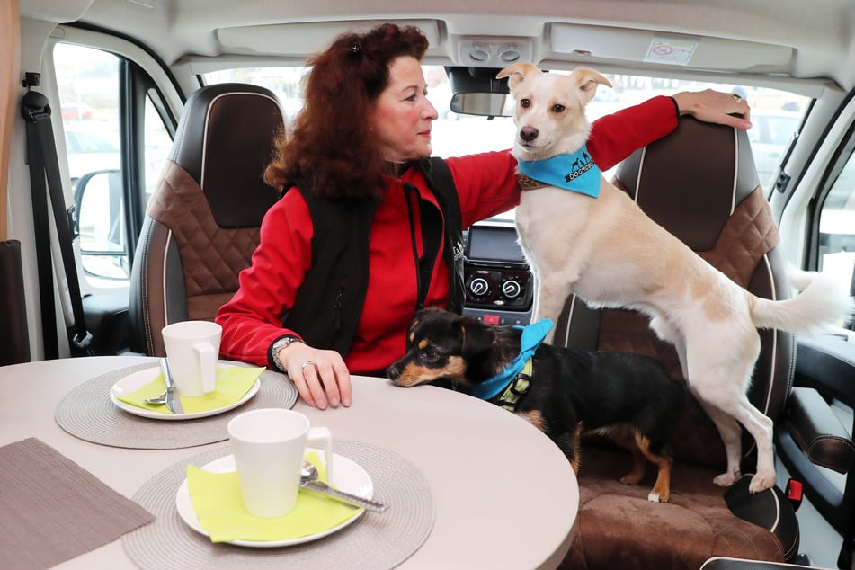 Hunde willkommen: Auch Vierbeiner genießen scheinbar das Abenteuer auf Rädern.